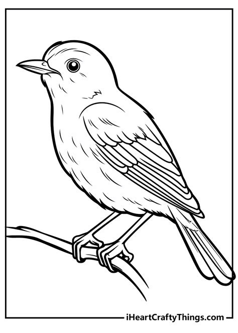 Coloring Pages For Birds