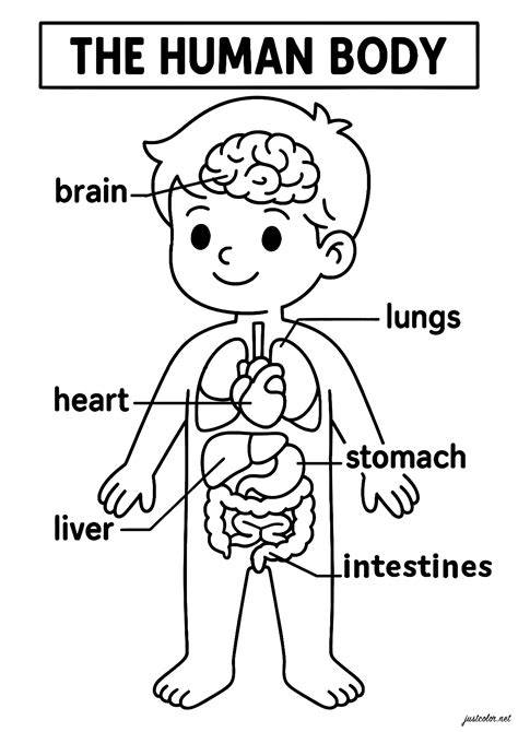 Coloring Pages For Human Body