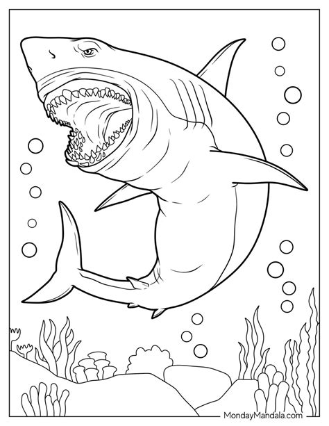 Coloring Pages Great White Shark