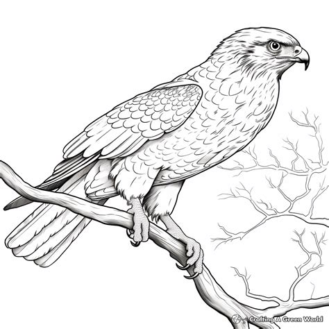 Coloring Pages Hawk