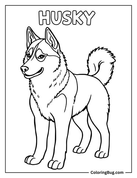 Coloring Pages Of A Husky