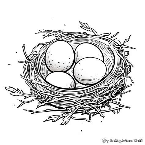 Coloring Pages Of Bird Eggs