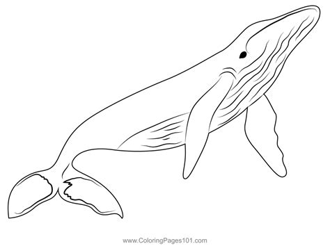 Coloring Pages Of Blue Whales
