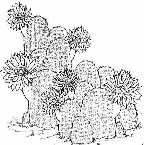 Coloring Pages Of Cactus