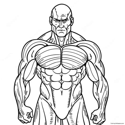 Coloring Pages Of Muscles