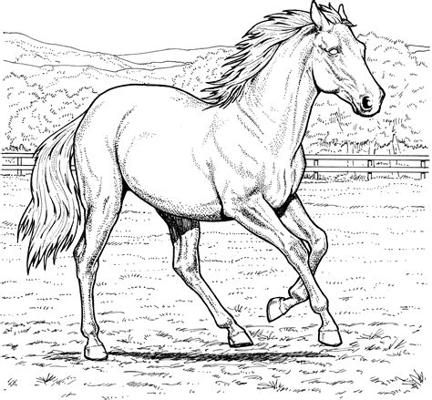 Coloring Pages Of Real Horses