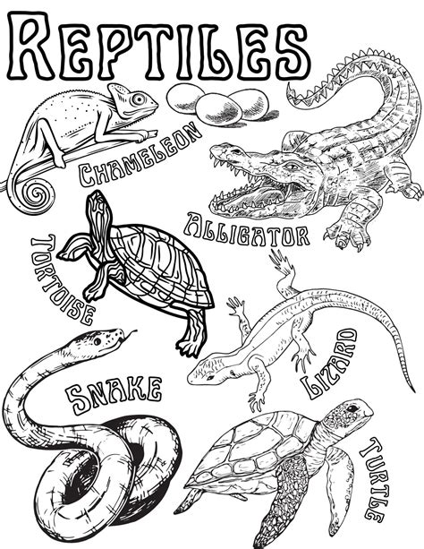 Coloring Pages Of Reptiles