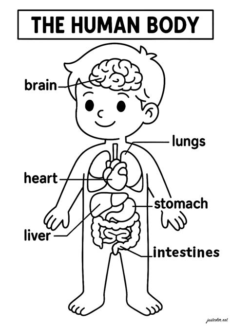 Coloring Pages Of The Human Body