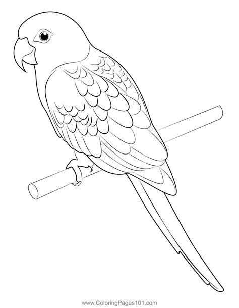 Coloring Pages Parrot