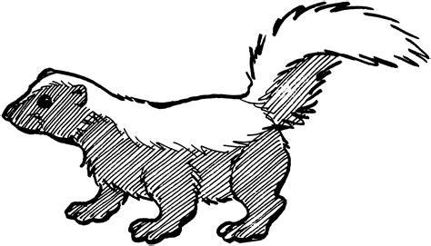 Coloring Pages Skunk