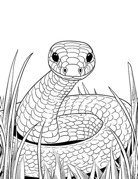 Coloring Pages Snake