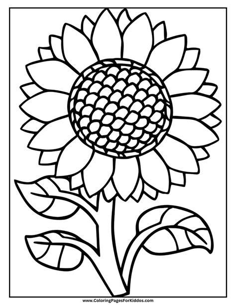 Coloring Pages Sunflower