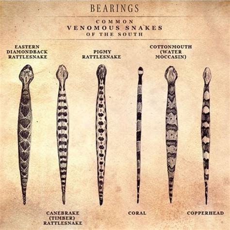 Colors and patterns of venomous snakes