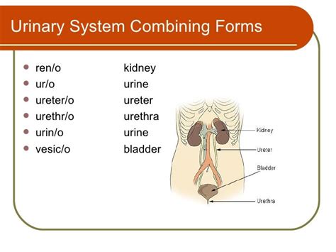 Combining Form Of Urinary Bladder
