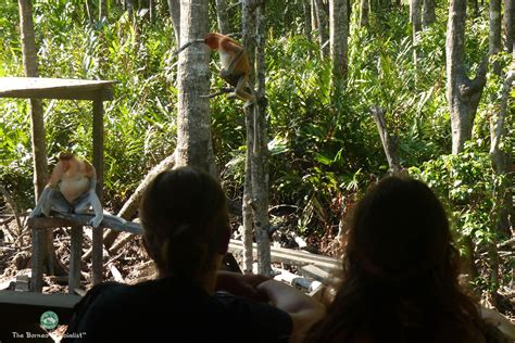 Combining Sepilok and Labuk Bay