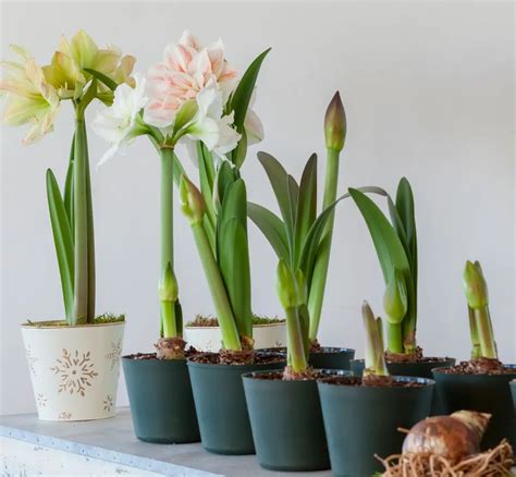 Comment Conserver Les Bulbes D'amaryllis Après Floraison Amaryllis : le faire refleurir