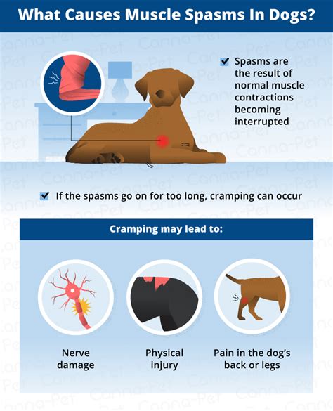 Common Causes of Twitching in Dogs