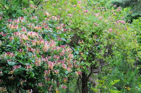 Common Bush Honeysuckle Varieties