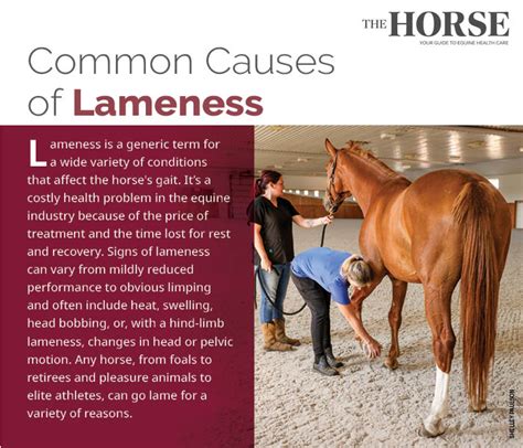 Common Causes Behind Front Leg Lameness