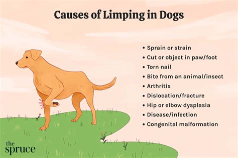 Common Causes Behind a Fallen Dog Incident
