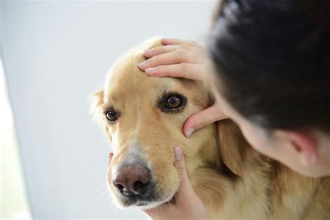 Common Causes of Dog Dry Eye