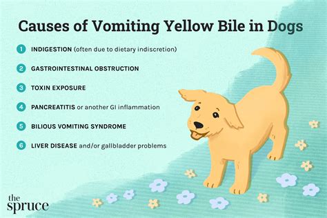 Common Causes of Dog Vomit Frothy Yellow