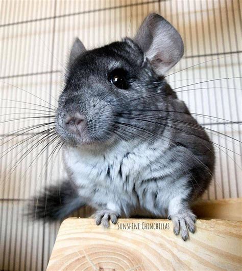 Common Chinchilla Color Mutations