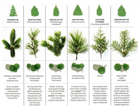 Common Christmas Tree Types