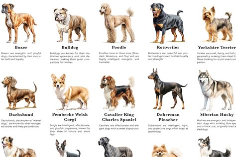 Common Dog Breeds With Pictures