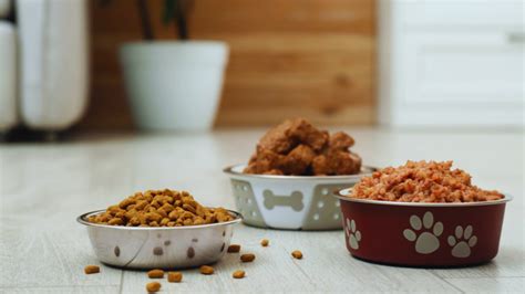 Common Dog Food Types A Quick Look