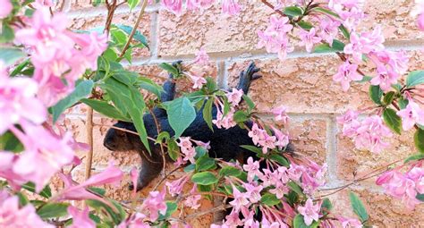 Common Entry Points and Nesting Locations