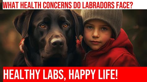 Common Health Concerns in 3 Labradors