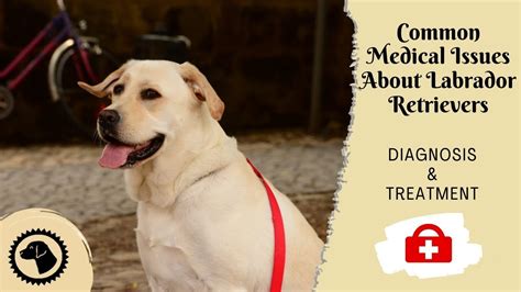 Common Health Concerns in Labrador Retrievers