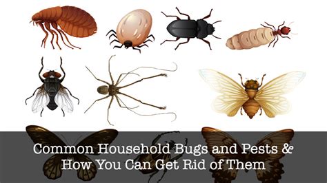 Common Household Insects