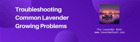 Common Issues and Troubleshooting Lavender Hair