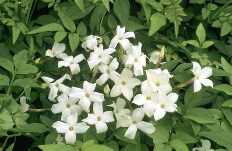 Common Jasmine