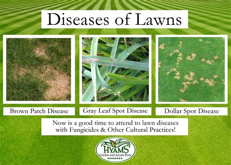 Common Lawn Diseases in Conway AR