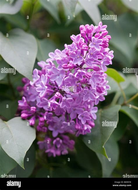 Common Lilac