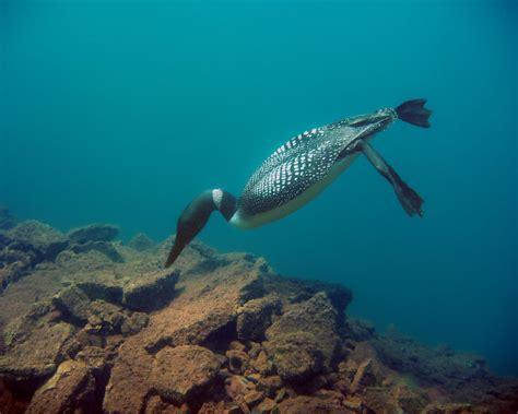 Common loon diving underwater