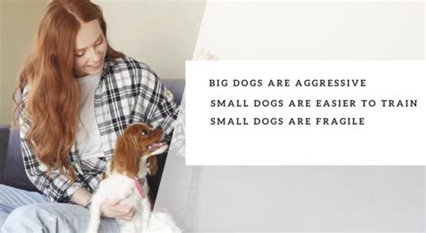 Common Misconceptions About Big Dogs