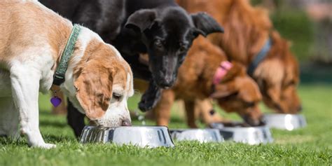 Common Misconceptions About The Dog Food