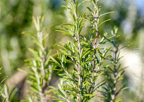 Common Mistakes to Avoid When Using Rosemary Spray