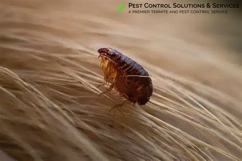 Common Mistakes to Avoid When Using a Dog Flea Guard