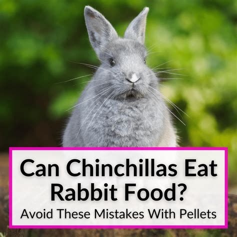 Common Mistakes to Avoid with Chinchilla Pellets