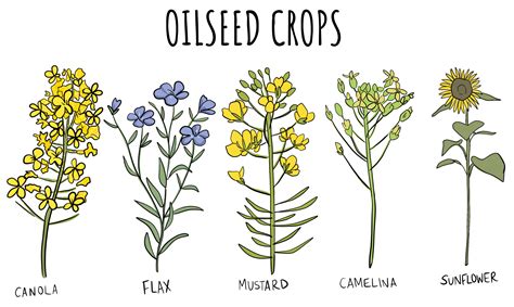 Common Oilseed Varieties