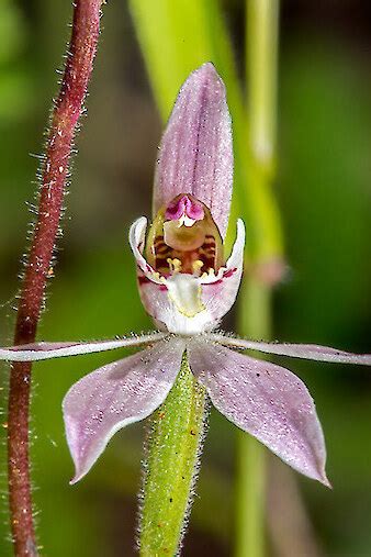 Common Orchids Nz