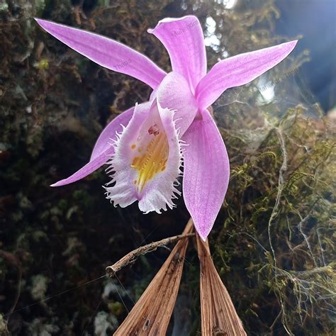 Common Orchids Of Nepal