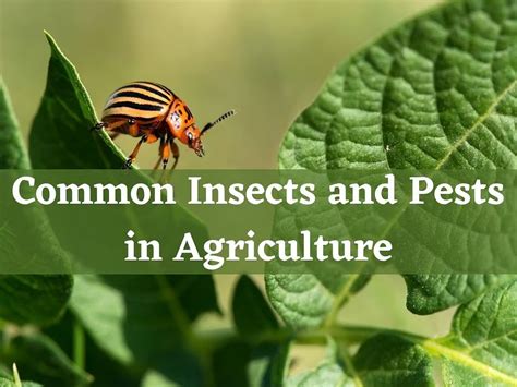 Common Pests and Diseases
