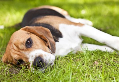Common Places Where Dogs Pick Up Ticks
