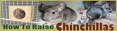 Common Questions About Snooza Chinchillas
